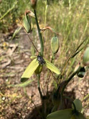Albuca cooperi