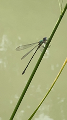 Chalcolestes viridis