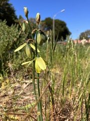 Albuca cooperi