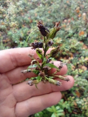 Solidago virgaurea lapponica