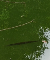 Lepisosteus platyrhincus