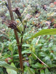 Solidago virgaurea lapponica