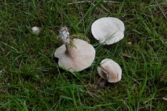 Clitopilus prunulus