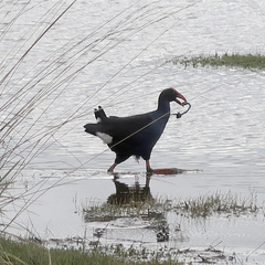 Porphyrio melanotus melanotus
