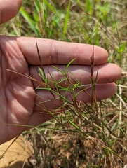 Schizachyrium fragile