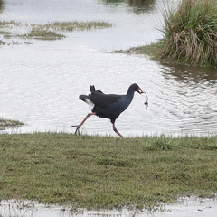 Porphyrio melanotus melanotus