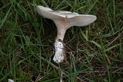 Clitopilus prunulus