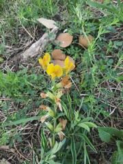 Thermopsis lanceolata
