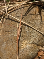 Schizachyrium fragile