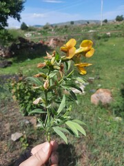 Thermopsis lanceolata