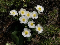 Ranunculus lyallii