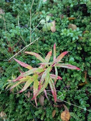 Chamaenerion angustifolium