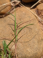 Schizachyrium fragile