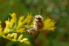 Colletes hederae