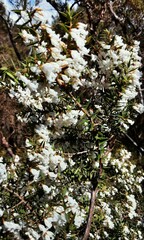 Styphelia setigera