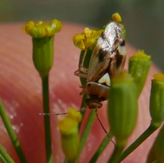 Orthops