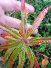 Chamaenerion angustifolium