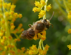 Colletes hederae