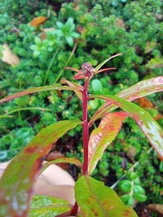 Chamaenerion angustifolium
