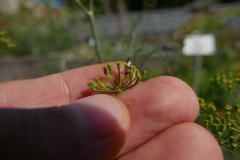 Orthops