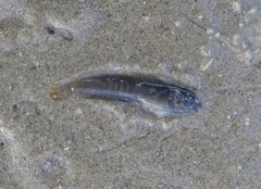 Omobranchus anolius