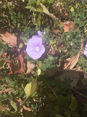 Convolvulaceae