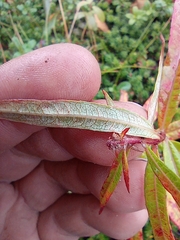 Chamaenerion angustifolium