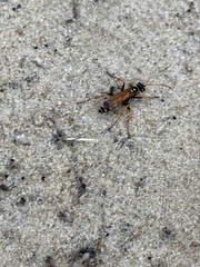 Parabatozonus lacerticida