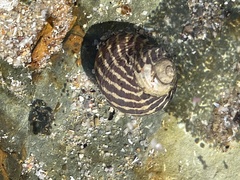 Austrocochlea porcata