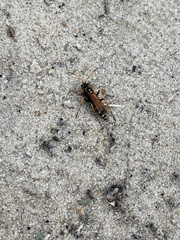 Parabatozonus lacerticida