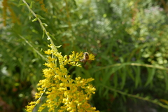 Colletes hederae