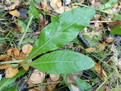 Cirsium heterophyllum