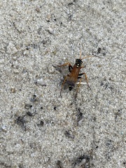 Parabatozonus lacerticida