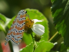 Utetheisa ornatrix
