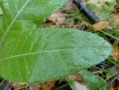 Cirsium heterophyllum