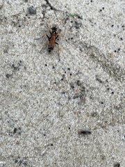 Parabatozonus lacerticida