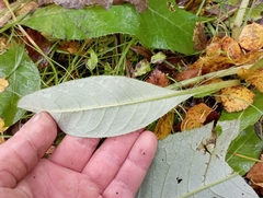 Cirsium heterophyllum