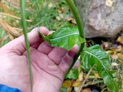 Cirsium heterophyllum