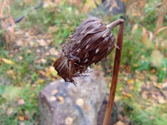 Cirsium heterophyllum