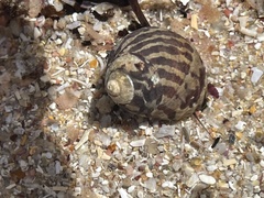 Austrocochlea porcata