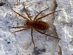 Araneomorphae