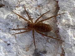 Araneomorphae
