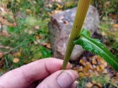Cirsium heterophyllum