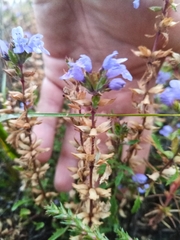 Dracocephalum olchonense