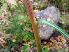 Cirsium heterophyllum