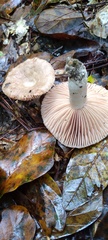 Russulaceae