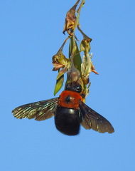 Xylocopa flavorufa