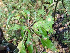 Cirsium heterophyllum
