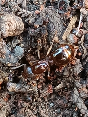 Lasius