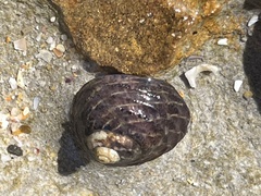 Austrocochlea porcata